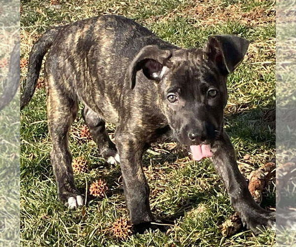Medium Photo #3 American Staffordshire Terrier-Unknown Mix Puppy For Sale in Wenonah, NJ, USA
