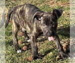 Small #2 American Staffordshire Terrier Mix