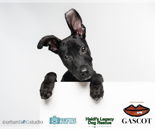 Medium Photo #4 American Staffordshire Terrier-German Shepherd Dog Mix Puppy For Sale in Tampa, FL, USA