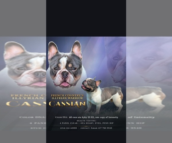 Medium Photo #1 French Bulldog Puppy For Sale in FAIRVIEW, MO, USA