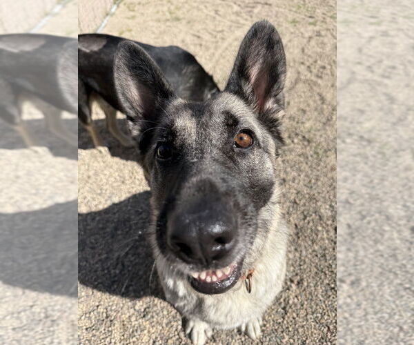 Medium Photo #19 German Shepherd Dog-Unknown Mix Puppy For Sale in Bemidji, MN, USA