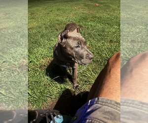 Cane Corso Puppy for sale in WASHINGTON, NC, USA