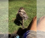 Devlyn - Female Cane Corso Puppy for Sale - Small photo
