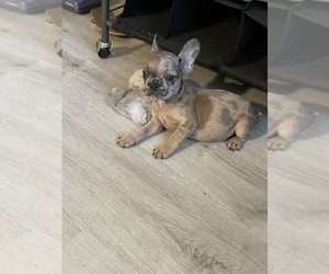 French Bulldog Puppy for sale in JACKSONVILLE, FL, USA