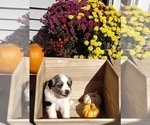 Small Photo #18 Australian Shepherd Puppy For Sale in RUSSELL, IA, USA