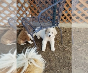 Great Pyrenees Puppy for sale in WILLIAMSBURG, CO, USA