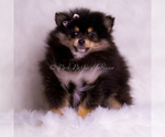 Small Photo #99 Pomeranian Puppy For Sale in WARSAW, IN, USA