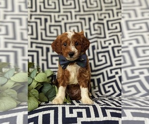 Goldendoodle (Miniature) Puppy for sale in GLEN ROCK, PA, USA