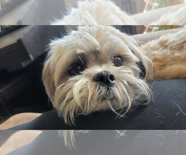Medium Photo #2 Zuchon Puppy For Sale in Littleton, CO, USA