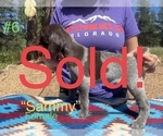 Small Photo #10 German Shorthaired Pointer Puppy For Sale in FLORISSANT, CO, USA