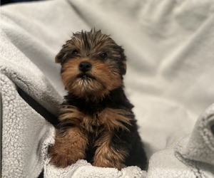 Yorkshire Terrier Puppy for sale in PICKENS, SC, USA