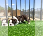 Small English Bulldog