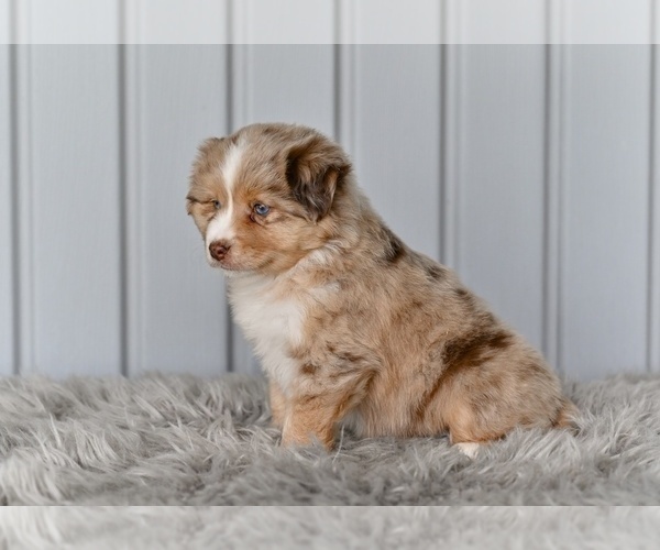 Medium Photo #4 Miniature Australian Shepherd Puppy For Sale in MILLERSBURG, OH, USA