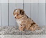 Small #3 Miniature Australian Shepherd