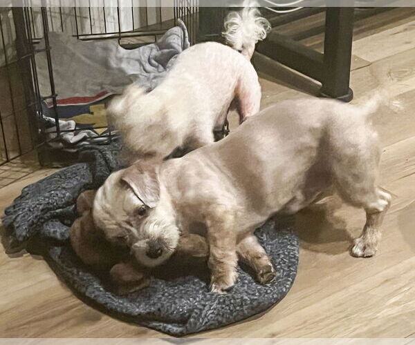 Medium Photo #4 Maltese-Unknown Mix Puppy For Sale in Corona, CA, USA