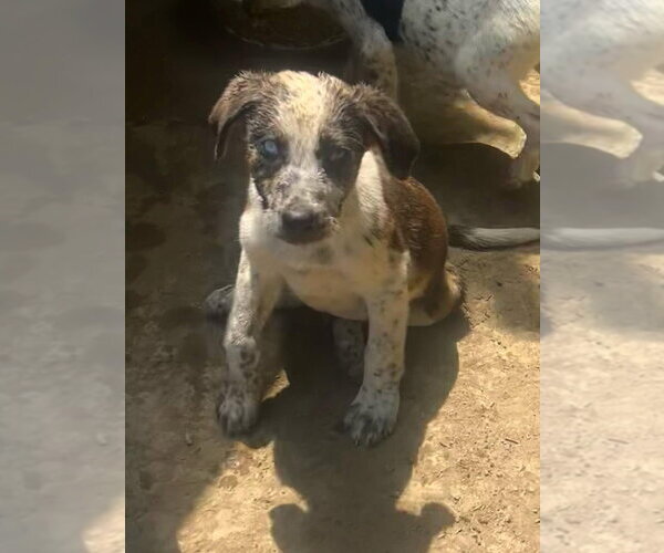 Medium Photo #1 Australian Shepherd-Unknown Mix Puppy For Sale in Aurora, IN, USA