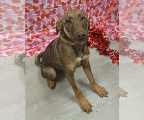 Medium Photo #6 Doberman Pinscher-Labrador Retriever Mix Puppy For Sale in Attalka, AL, USA