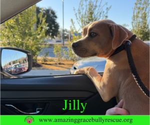 Jilly - Female American Pit Bull Terrier-Unknown Mix Dog for Adoption - Photo #16