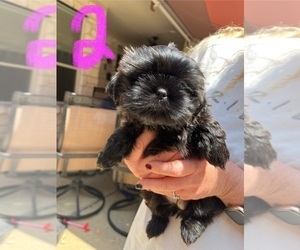 Shih Tzu Litter for sale in AUSTIN, TX, USA