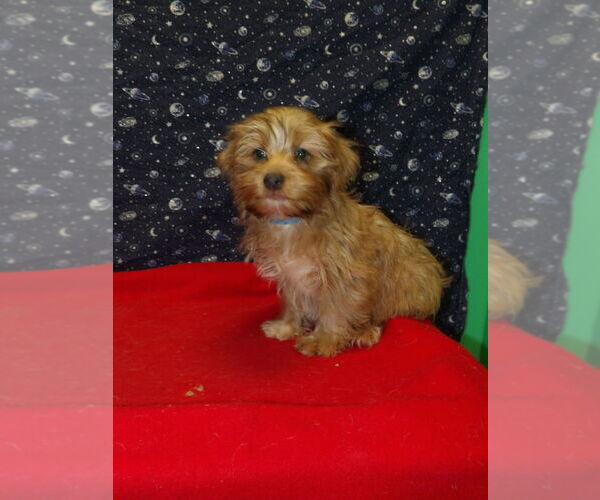 Medium Photo #8 Yo-Chon Puppy For Sale in PATERSON, NJ, USA