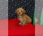 Small Photo #8 Yo-Chon Puppy For Sale in PATERSON, NJ, USA