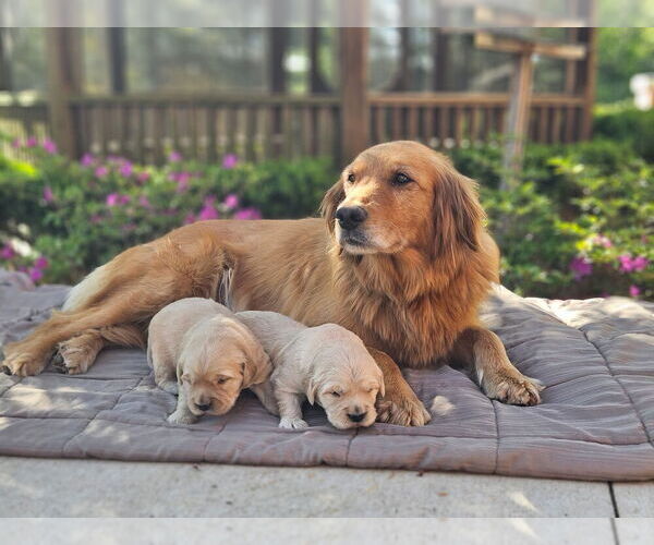 Medium Photo #2 Golden Retriever Puppy For Sale in PRINCEVILLE, IL, USA