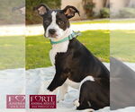 Small #5 American Staffordshire Terrier-Boston Terrier Mix