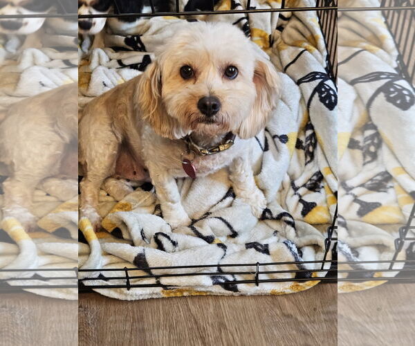 Medium Photo #3 Cavachon Puppy For Sale in Farmington, MN, USA