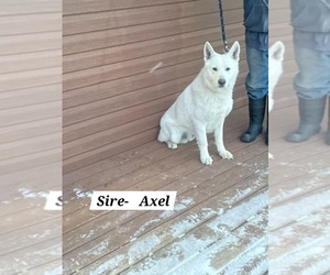 Father of the German Shepherd Dog puppies born on 01/10/2026