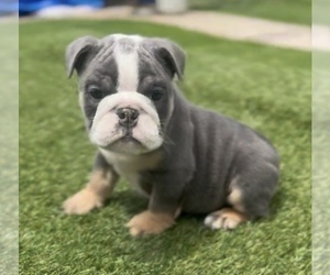 English Bulldog Puppy for sale in HOUSTON, TX, USA