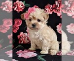 Small Photo #2 Maltipoo Puppy For Sale in LEOLA, PA, USA
