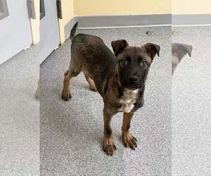 Mutt Dogs for adoption in Low Moor, VA, USA