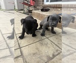 Small #8 Cane Corso