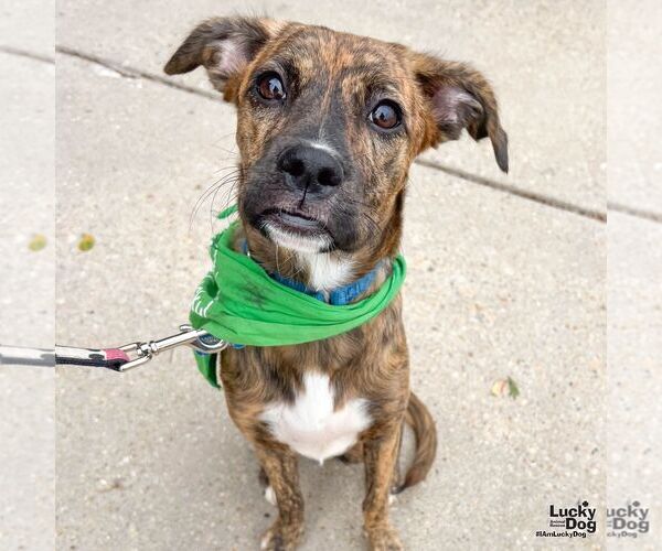 Medium Photo #7 Boxer-Plott Hound Mix Puppy For Sale in Washington, DC, USA