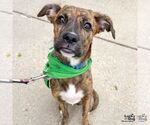Small #6 Boxer-Plott Hound Mix