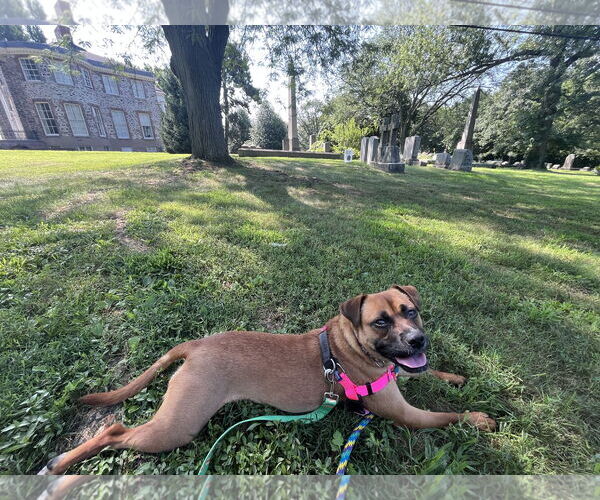 Medium Photo #33 Mutt Puppy For Sale in Philadelphia, PA, USA
