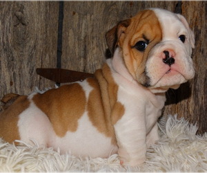 English Bulldog Puppy for sale in VERONA, MO, USA