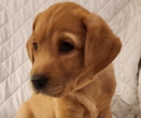 Medium Photo #56 Labrador Retriever Puppy For Sale in BUFFALO, NY, USA