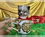 Small Photo #36 Pomeranian Puppy For Sale in HAYWARD, CA, USA
