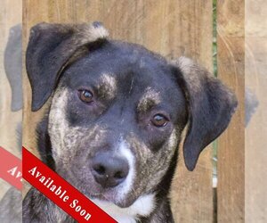 Catahoula Leopard Dog-German Shepherd Dog Mix Dogs for adoption in Huntley, IL, USA