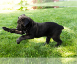 Small #3 Cane Corso