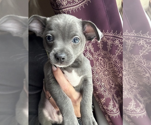 Medium Photo #4 Rat-Cha Puppy For Sale in MATAMORAS, PA, USA