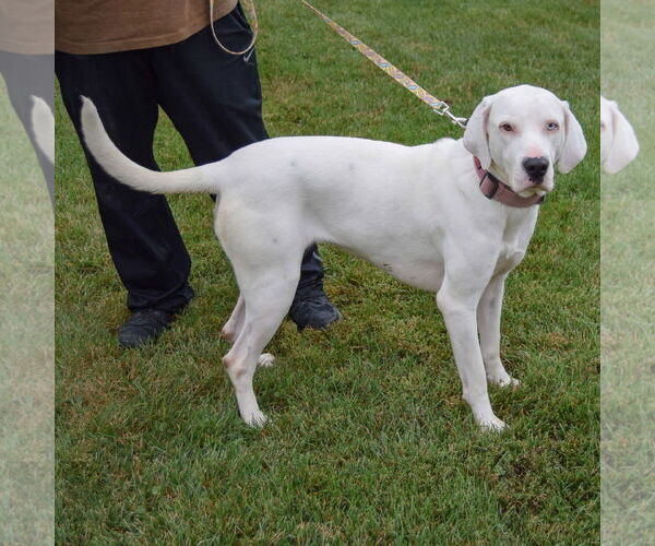 Medium Photo #2 Boxer-Unknown Mix Puppy For Sale in Huntley, IL, USA