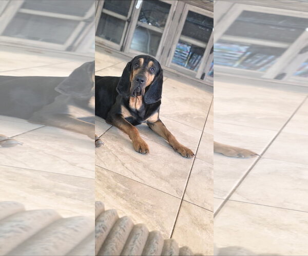 Medium Photo #3 Bloodhound Puppy For Sale in Chandler, AZ, USA