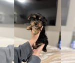 Small #6 Yorkshire Terrier