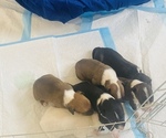 Small Photo #6 Bull Terrier Puppy For Sale in KENNEWICK, WA, USA