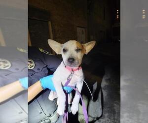 Mutt Dogs for adoption in San Antonio, TX, USA