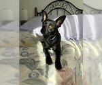 Small Photo #3 Chihuahua-Unknown Mix Puppy For Sale in Alexandria, KY, USA