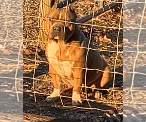 Father of the American Bully puppies born on 04/28/2025