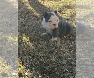 English Bulldog Puppy for sale in GREENVILLE, TX, USA